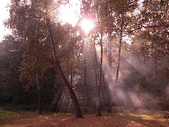 Nature, Birches, Shine, Light, Beams, Rays, Outskirts, Edge HD wallpaper