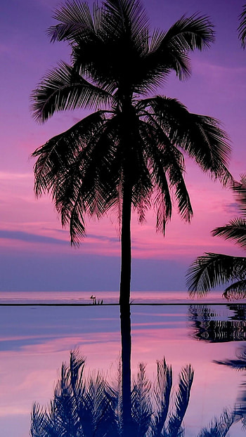 Cool palm tree , Stylish visuals, Trendy design, Hip and modern HD phone wallpaper
