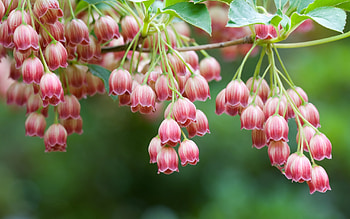 Plants, Flowers HD wallpaper