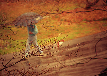 Autumn, Rain, Miscellanea, Miscellaneous, Wood, Park, Tree, Branches, Human, Person, Umbrella HD wallpaper