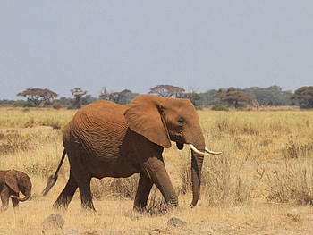 Elephant with Cub, with, cub, animals, elephant HD wallpaper