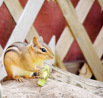 Kiwi For A Chipmunk, Kiwi, graphy, Summer, Chipmunk, Animal HD wallpaper