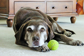 Animals, Lies, Dog, Ball, Labrador HD wallpaper