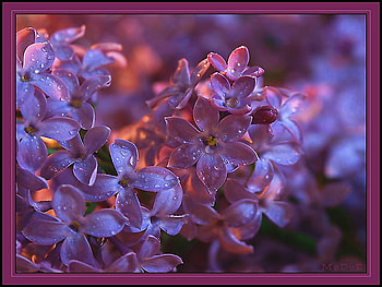 Evening lilac, purple, lit by sunlight, sunlight, lilacs, evening HD wallpaper