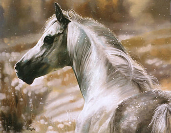 Wild spirit, horse, white, grey, snow, wild, dappled HD wallpaper