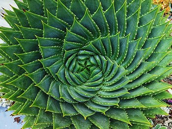 ALOE PLANT, LOVELY, PLANT, ALEO, CACTUS HD wallpaper