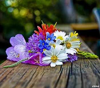 rural, colorful, wood, flower, wild HD wallpaper