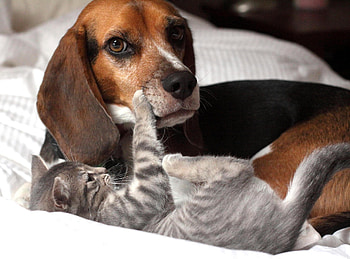 Dog and cat, dog, sweet, animal, dogs, cute, beautiful, puppys, puppy, pretty, animals, lovely HD wallpaper