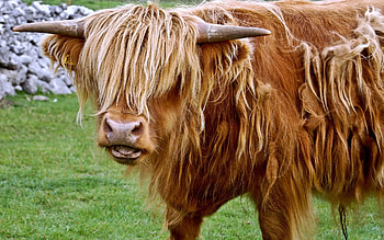 Yak , Majestic animal, Unique background, Mountain scenery HD wallpaper