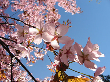 Plants, Flowers HD wallpaper