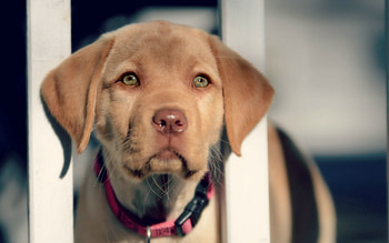 Animals, Muzzle, Sight, Opinion, Puppy, Retriever, Labrador HD wallpaper