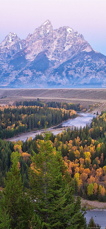 Grand Teton National Park, River trees, Autumn HD phone wallpaper