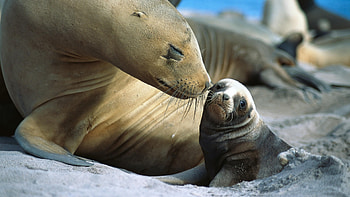 Animals, Seals HD wallpaper