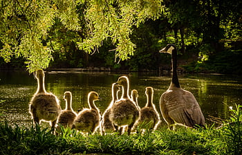 Sunlit family of Canadian geese enjoying a tranquil morning by the pond HD wallpaper