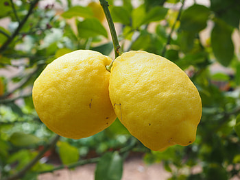 Food, Lemons, Branch, Fruit, Citrus HD wallpaper