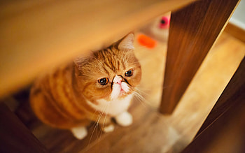 Exotic Shorthair Cat, Ginger cat bokeh, Pets cats, High quality HD wallpaper