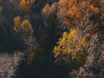 Nature, Trees, Autumn, View From Above HD wallpaper