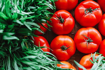Close-up of fresh, juicy tomatoes surrounded by vibrant green plants. HD wallpaper