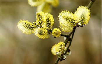 Macro, Bloom, Flowering, Branch, Pussy Willow, Verba HD wallpaper