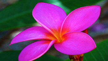 Hot Pink For My Friend Adi, BEAUTY, FLOWERS, NATURE, PLUMERIA HD wallpaper