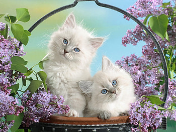 Animals, Leaves, Sit, Fluffy, Basket, Kittens HD wallpaper