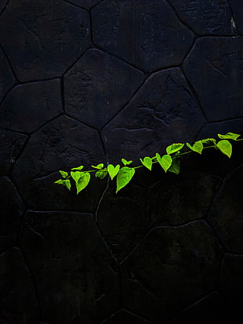 A striking contrast of bright green leaves against a dark, textured stone wall. HD phone wallpaper