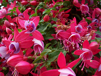 Flowers, Pink, Close-Up, Greens, Stamens HD wallpaper