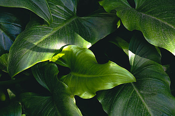 Big and green leaf, nature HD wallpaper