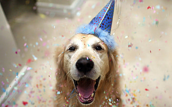 Animals, Dog, Holiday, Friend HD wallpaper