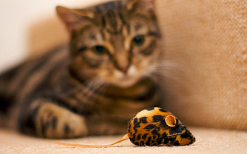 Animals, Cat, To Lie Down, Lie, Bear, Toy HD wallpaper