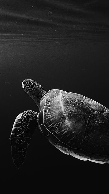 Midnight Sea Turtle — , Animal, turtle HD phone wallpaper