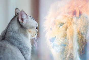 Be Your Inner Lion — Feline Motivation, cat, motivational, Feline HD wallpaper