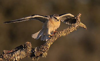 Animal, kite HD wallpaper