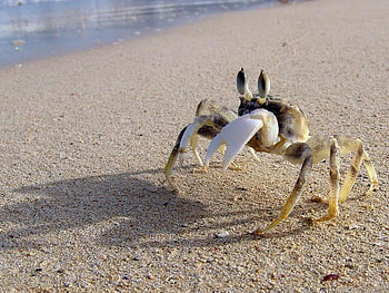 Guardian of the Beach, crab, sand, ocean, beach HD wallpaper