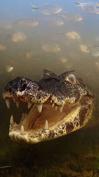 Crocodile , Crocodile background , accessories, Reptile HD phone wallpaper