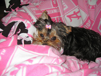 Sweet girly girl , black, dogs, small, brown, animals, always, girly, sweet, white, butterfly bow, girl, fluffy, little, pink, love, blanket, lovely, tiny, forever HD wallpaper