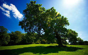 Landscape, Trees HD wallpaper