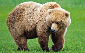 Brown Bear, grass, brown, big, bear HD wallpaper