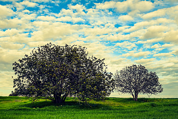 Nature, Summer, Wood, Tree, Meadow HD wallpaper