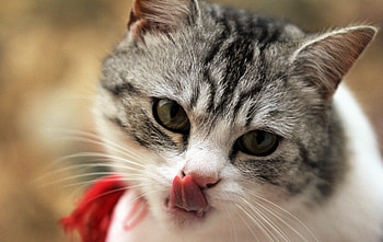 Animals, Cat, Muzzle, Licks, Licked HD wallpaper