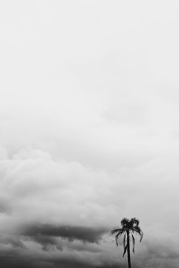 Nature, Sky, Clouds, Palm, Bw, Chb HD phone wallpaper