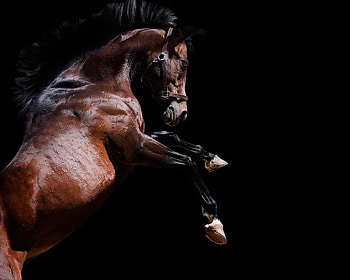 horse, animals, beautiful, jump, wild HD wallpaper