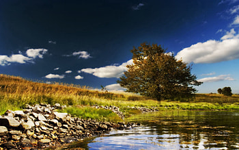 Nature, Stones, Lake, Shore, Bank, Wood, Tree, Color, Colors, Paints, Lonely, Signature HD wallpaper