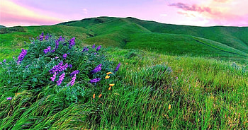 wind in Hills, wind, sky, hills, flowers HD wallpaper