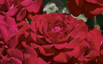 Plants, Flowers, Roses HD wallpaper