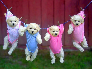 Naughty Puppies, cool HD wallpaper