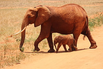 Adult African elephant and calf walking side by side in the sunny savanna. HD wallpaper