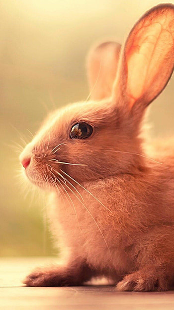 Top best rabbit backgrounds HD phone wallpaper