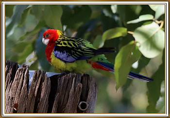 EASTERN ROSELLA, PRETTY, NATURE, , BIRD HD wallpaper