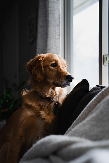 Animals, Dog, Brown, Pet, Sight, Opinion, Golden Retriever HD phone wallpaper